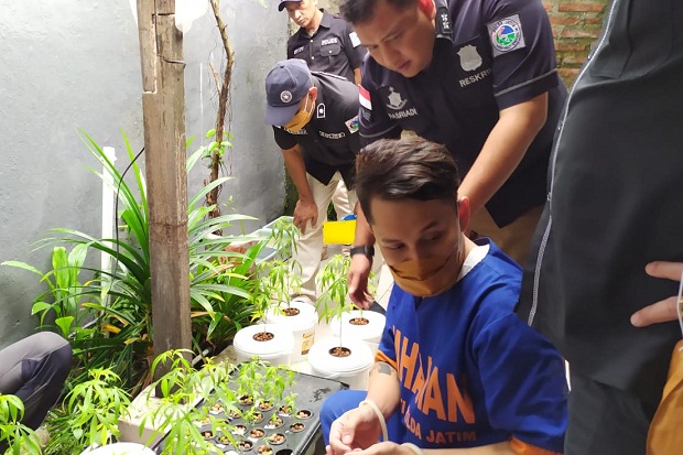 Kebun Ganja Hidroponik dalam Perumahan di Surabaya Digerebek Polisi