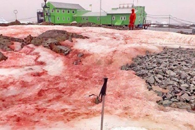 Fenomena Aneh, Salju Darah Tutupi Wilayah Antartika