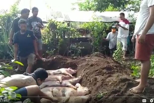 Lagi, Babi Ternak Warga di Karangasem Bali Mati Mendadak