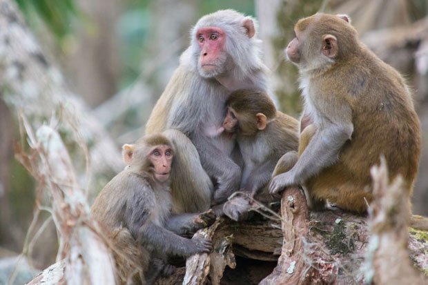 Corona Mereda, Virus Misterius Bunuh Kawanan Monyet di India