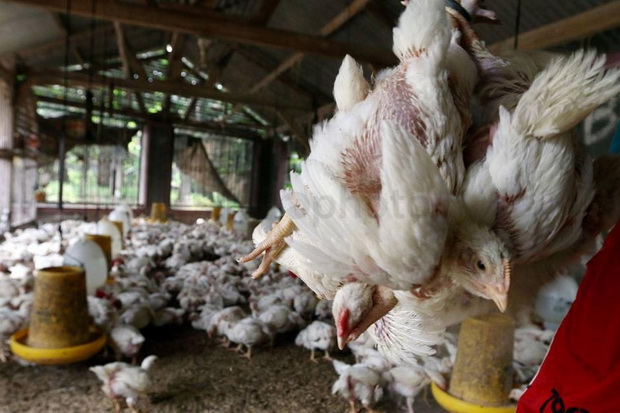 Peternak Ayam Terancam Gulung Tikar di Tengah Pandemi Corona