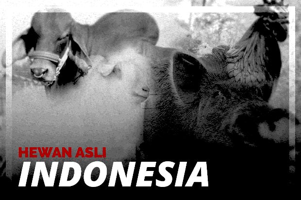 Hewan Asli Indonesia dengan Harga Fantastis