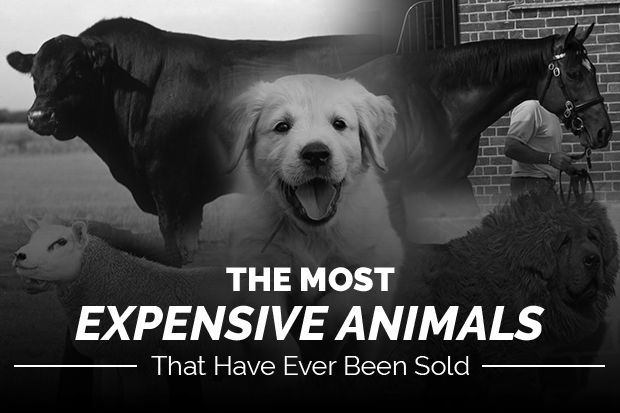 10 Hewan Termahal yang Pernah Dijual, Harganya Bisa Bikin Anda Tertekun