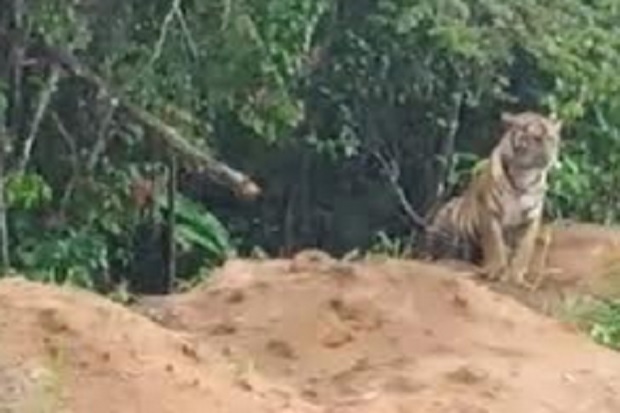 Dua Ekor Harimau Sumatera Teror Warga Kerinci Jambi