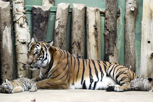 Terinfeksi Virus Corona, Harimau di Kebun Binatang New York Jalani Perawatan