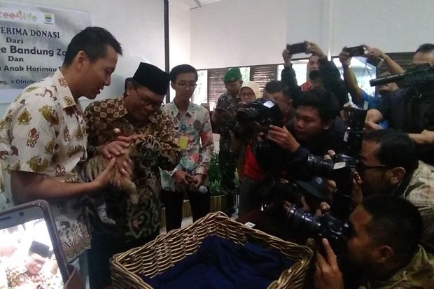 Anak Harimau Bandung Zoo Diberi Nama Donggalah