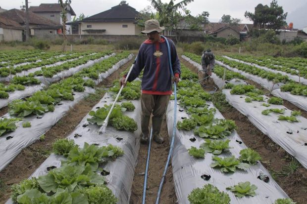 Kemarau, Penghasilan Petani Sayuran Menurun Drastis