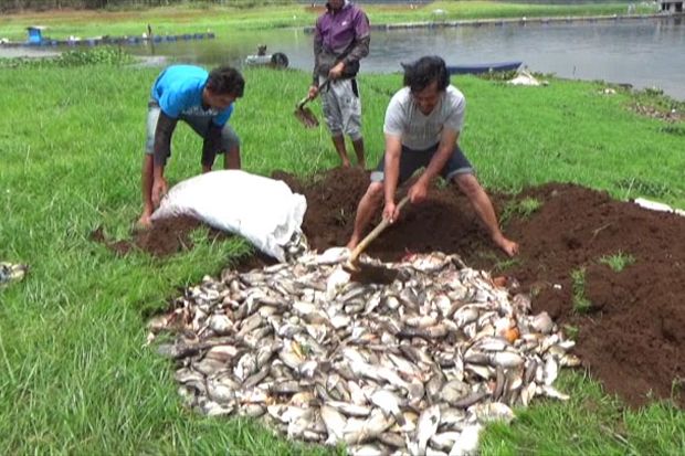 Ratusan Ton Ikan di Waduk Darma Mati Mendadak
