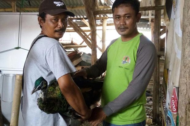 Elang Ular Bido dan Merak Jawa Diserahkan ke BBKSDA Jabar