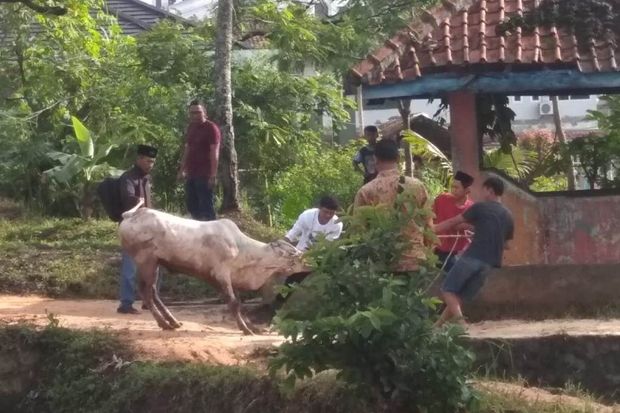 Sapi yang Akan Diperlihatkan ke Mentan Mengamuk