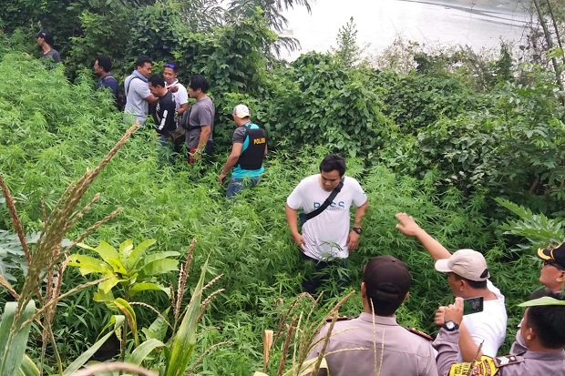 Polisi Temukan Ladang Ganja 1,5 Hektare di Sukasari