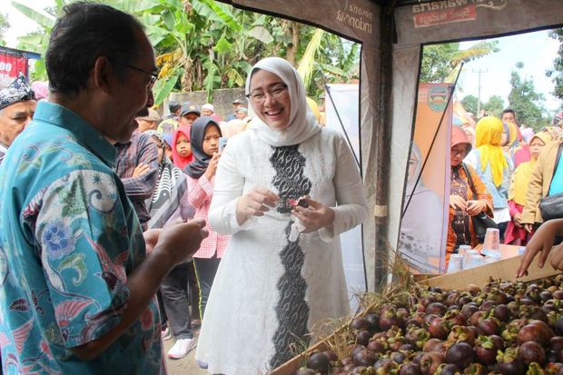 Pemkab Purwakarta Siapkan Lahan 5 Hektare untuk Kebun Manggis