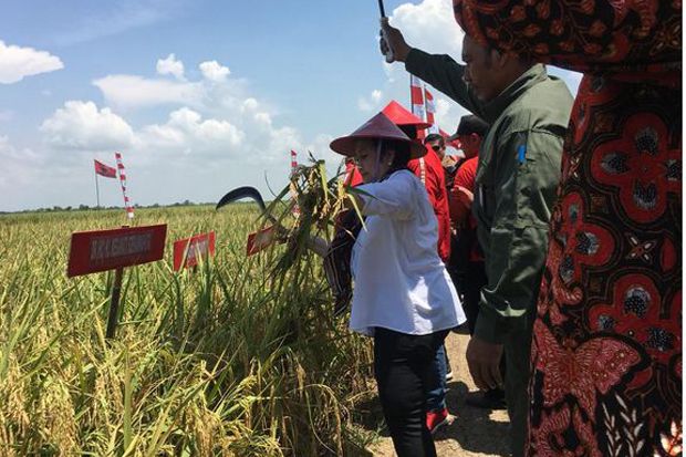 Panen Raya di Indramayu, Megawati Minta Indonesia Fokus Kembangkan Pertanian