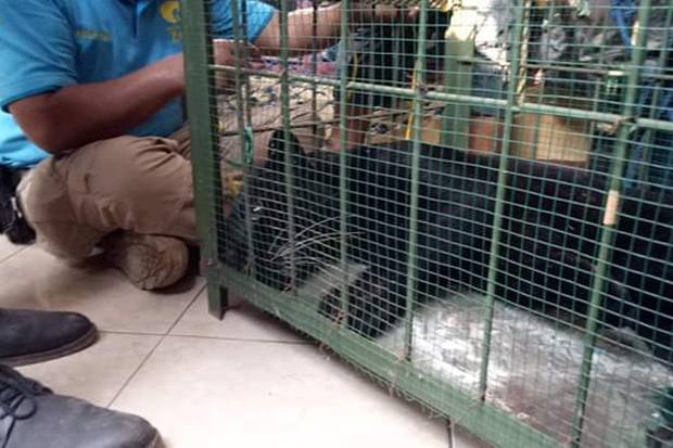 Macan Kumbang yang Ditangkap di Subang Bakal Dilepasliarkan