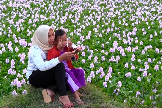Berselfie Ria dengan Background Bunga Eceng Gondok yang Tengah Mekar