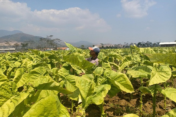 Melirik Besarnya Potensi Ekonomi Tembakau di Jawa Barat