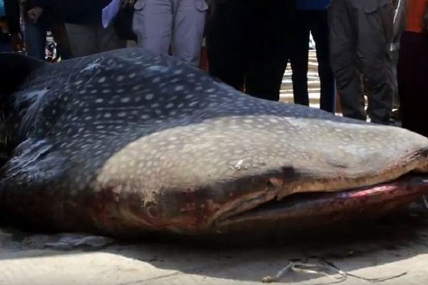 Hiu Ini Mati Tersangkut Jaring Nelayan Cirebon
