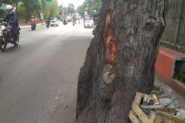 DLH Cimahi Akan Tebang 13 Pohon Tua dan Rawan Tumbang di Jalan Protokol