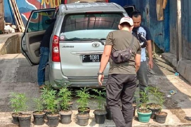 Nekat Tanam Ganja, 2 Warga Sukabumi Ditangkap Petugas BNNP Jabar