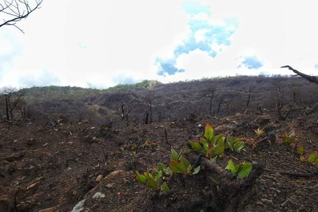 Kondisi Terbaru Gunung Ciremai Hasil Pantauan Balai TNGC