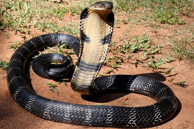 Hii! Warga Pangandaran Temukan 35 Ekor Anak Ular King Kobra