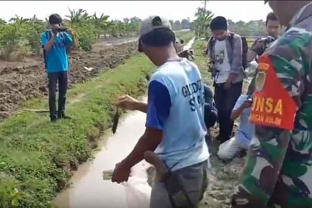 Hama Tikus Serang Pertanian di Cirebon