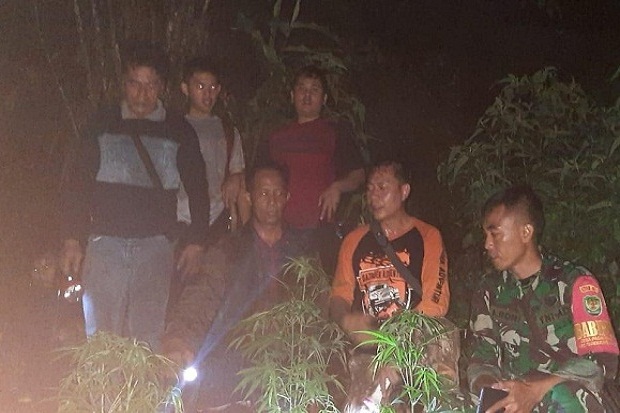 Polisi Temukan Ladang Ganja di Lereng Curug Cileungsing Garut