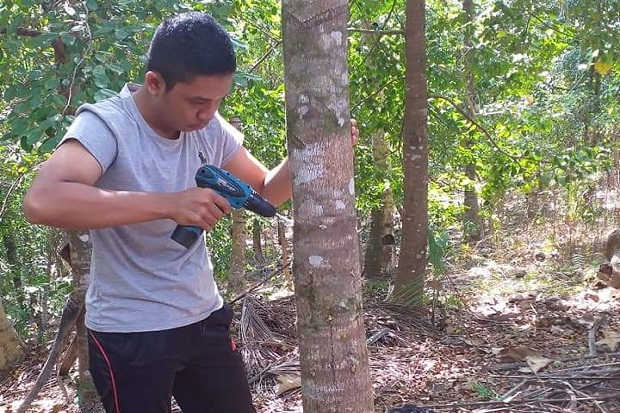 Pohon Gaharu Berpotensi Besar Dibudidayakan di Pangandaran