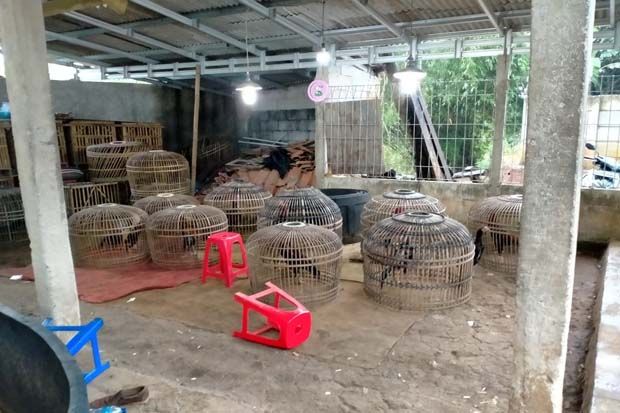 17 Orang Ditangkap dari Lapak Judi Sabung Ayam di Citayam