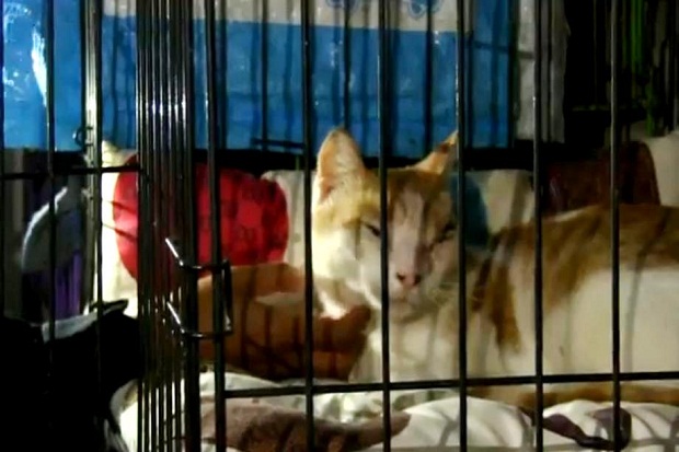 Pencinta Kucing Cirebon Laporkan Pelaku Penganiayaan Hewan ke Polisi