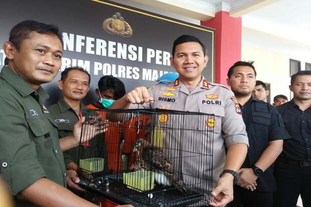 2 Penjual Meong Congkok dan Burung Alap-alap Ditangkap Polres Majalengka