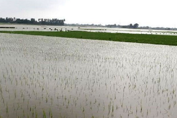Lahan Pertanian Terkena Banjir, Pemerintah Majalengka Lakukan Ini