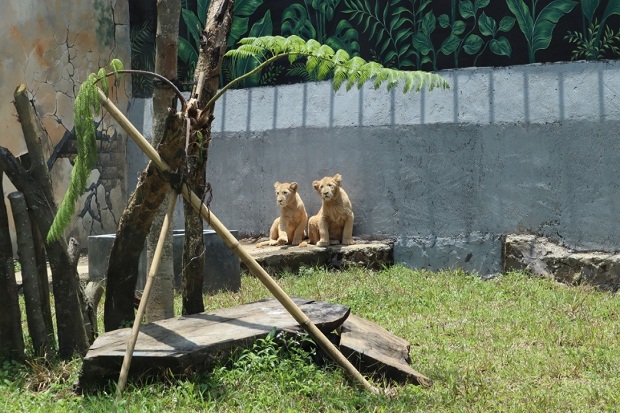Liburan Tambah Seru, Singa Putih Blonde dan Snowy Koleksi Baru Lembang Park & Zoo