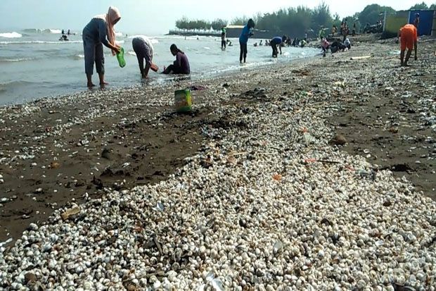 Puluhan Ribu Kerang Terdampar di Pantai Sendangkucing Kendal