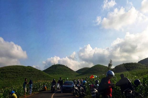Viral, Lahan Jagung di Gunungkidul Mirip Banget Bukit Teletubbies