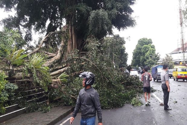 Pohon Raksasa di Alun-Alun Wonosobo Tumbang Disapu Hujan Angin