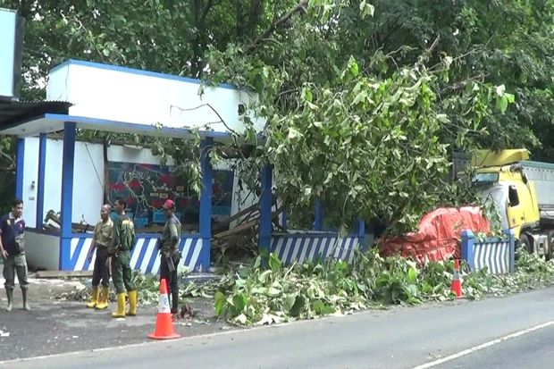 Pohon Jati Raksasa Tumbang Rusak Pos Polisi di Alas Roban Batang