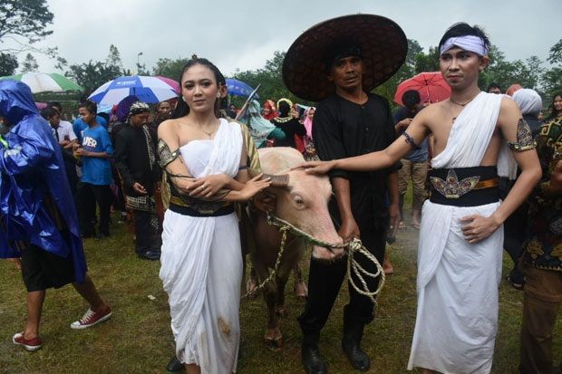 Meriah, Ritual Kirab Kebo Bule Ki Ageng Rogo Kusumo di Batang