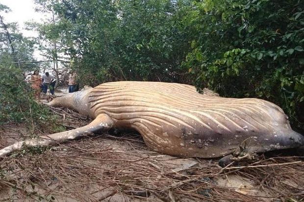 Aneh, Ikan Paus Bungkuk Ditemukan Mati di Hutan Amazon
