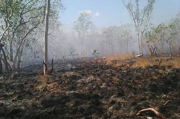 Sampai Saat ini Kebakaran Hutan Masih Terjadi di Riau