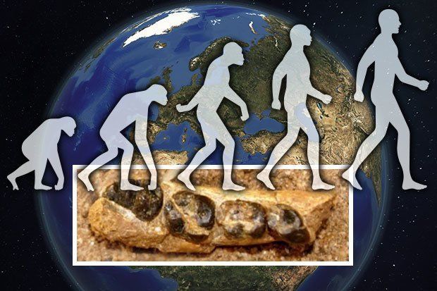 Fosil Monyet Alophia Ditemukan di Kenya, Bukti Evolusi Manusia?