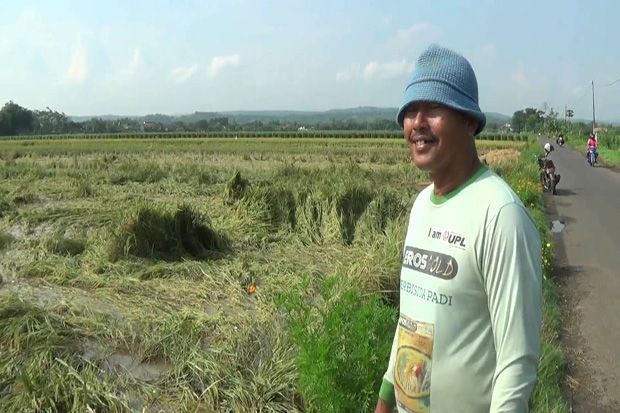 Dua Hari Terendam Banjir, 58 Hektare Tanaman Padi Terancam Puso