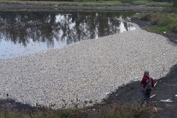 Ribuan Ikan di Laguna Pantai Trisik Kulonprogo Mati Mendadak