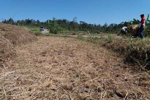 Kemarau, Sejumlah Petani di Desa Keboan Terancam Gagal Panen