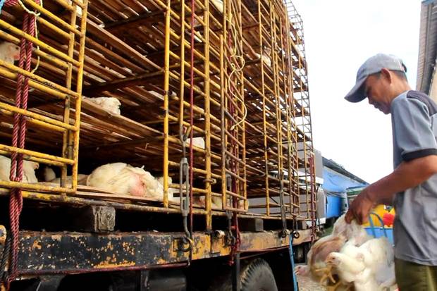 Ratusan Warga Semarang Berebut Belasan Ribu Ayam Gratis