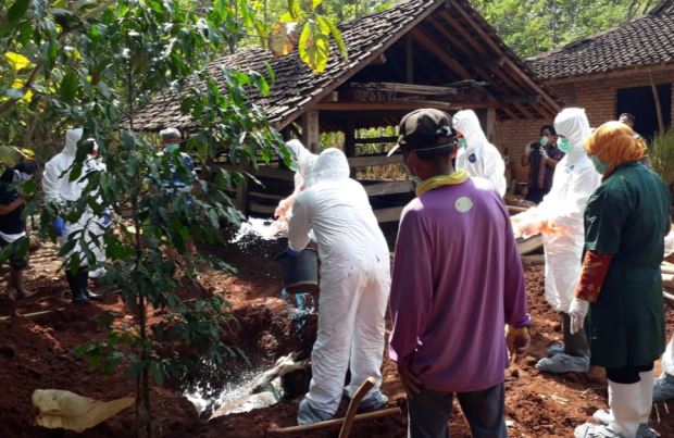 Sapi Mati Mendadak Terus Terjadi di Gunungkidul