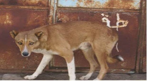 Wali Kota Solo Tak Mau Tutup Warung Daging Anjing