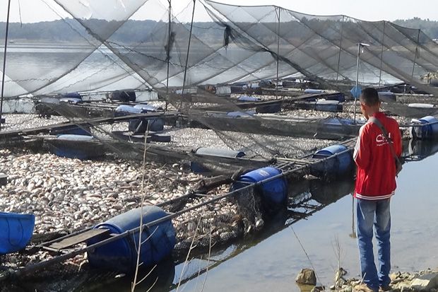 Diduga Keracunan, Ribuan Ton Ikan di Waduk Kedungombo Mati Mendadak