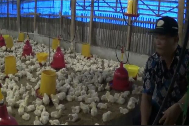 Suhu Dingin Melanda, Ayam Ternak di Kendal Banyak yang Mati