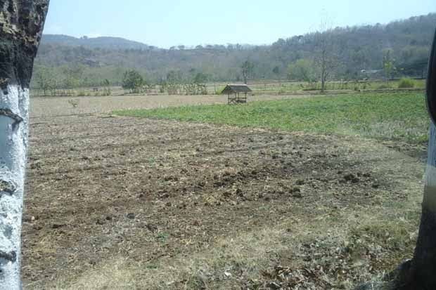 Sekitar 1.200 Hektar Padi di Sukoharjo Puso Akibat Kekeringan
